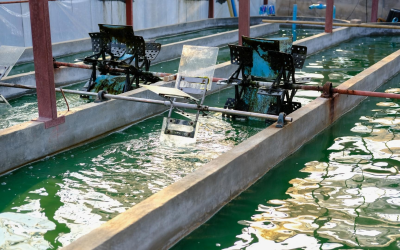 Compléments alimentaires seniors : promesse d’énergie durable ou menace silencieuse cachée ?